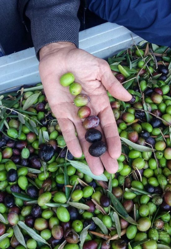 WhatsApp Image 2025-06-24 at 14.52.52_76d6ba9b